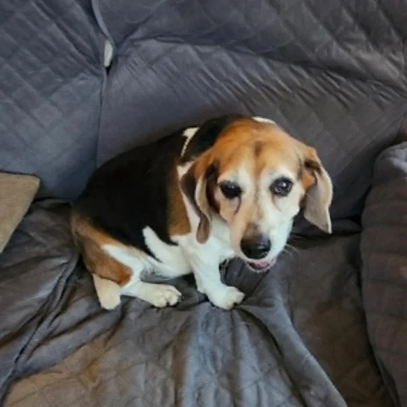 A senior medium-sized female Black Beagle dog named Bella for adoption in Shelby, NC