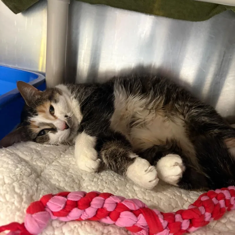 An adult medium-sized female Brown / Chocolate Domestic Short Hair cat named Jemi for adoption in Mentor, OH