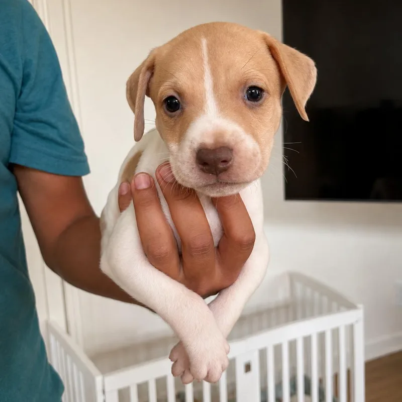 A baby small-sized male White / Cream American Staffordshire Terrier dog named Boba for adoption in San Diego, CA