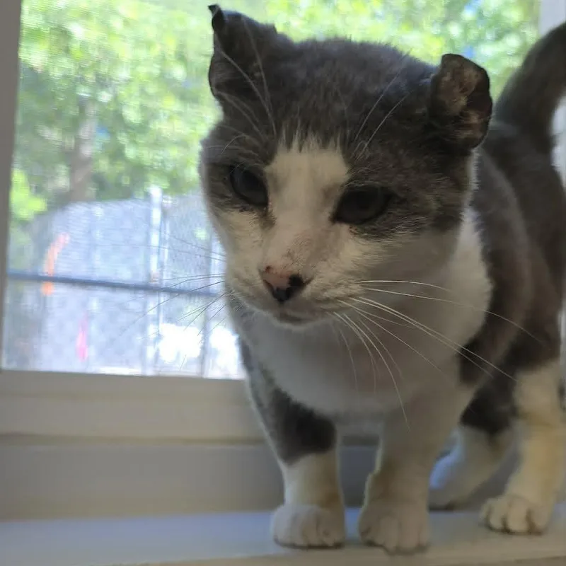 A senior medium-sized male Gray / Blue / Silver Domestic Short Hair cat named Ronald for adoption in Orange, VA