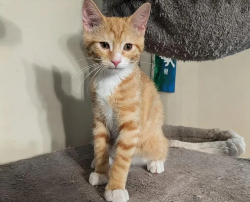 A baby small-sized male Domestic Short Hair cat named Bongo for adoption in Hagerstown, MD