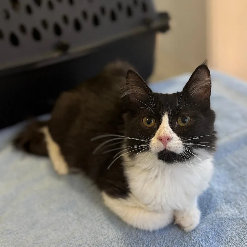 A baby small-sized female Black Domestic Medium Hair cat named Silly Goose for adoption in Los Angeles, CA