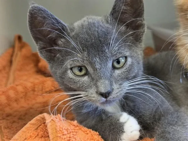 A baby small-sized male Domestic Short Hair cat named Rover for adoption in Salinas, CA