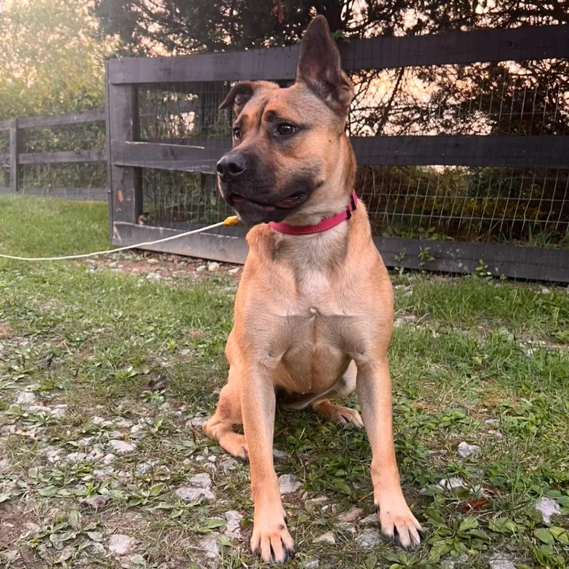 An adult medium-sized female Brown / Chocolate Mixed Breed dog named Gloria for adoption in Red House, WV