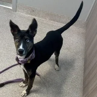 A young small-sized female Australian Shepherd dog named Cobalt for adoption in Horn Lake, MS