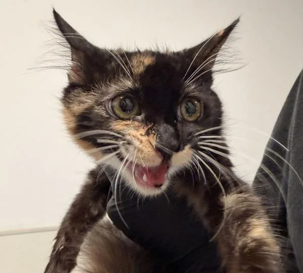 A baby small-sized female Domestic Long Hair cat named Rin for adoption in San Diego, CA