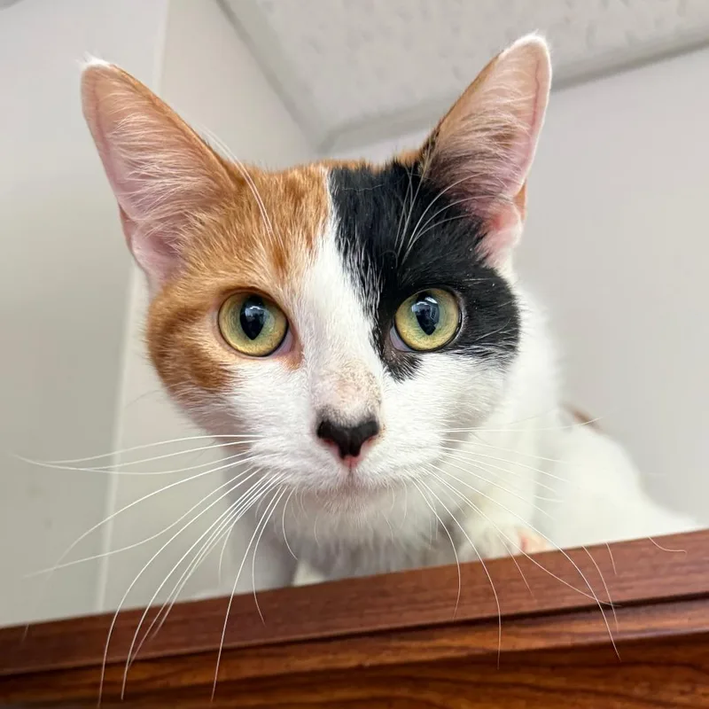 A young medium-sized female White Domestic Short Hair cat named Barbie for adoption in Normal, IL