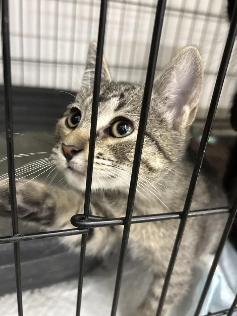 A young medium-sized male Domestic Short Hair cat named Alvin for adoption in Black River Falls, WI