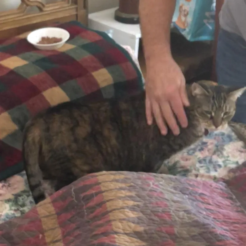 A senior medium-sized female Tabby (Buff / Tan / Fawn) Domestic Short Hair cat named Elise for adoption in Newburgh, NY