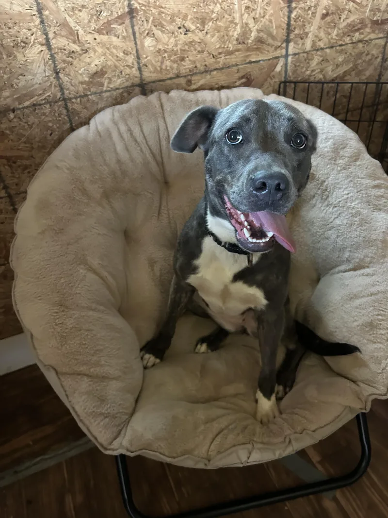 A young medium-sized female Brindle American Staffordshire Terrier dog named Dixie for adoption in Milner, GA
