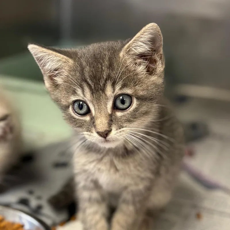 A baby small-sized female Domestic Short Hair cat named Dr. Evil for adoption in San Antonio, TX