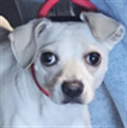 An adult small-sized male Chihuahua dog named Whisky for adoption in Chatsworth, CA