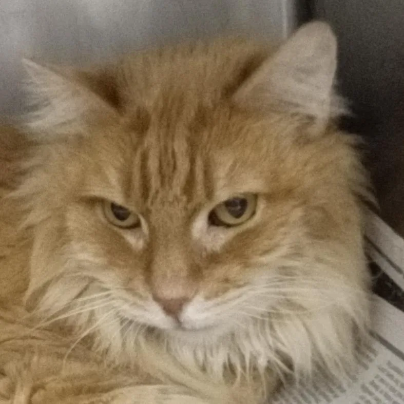 A senior medium-sized male Orange / Red Domestic Medium Hair cat named Roger for adoption in Marshall, VA