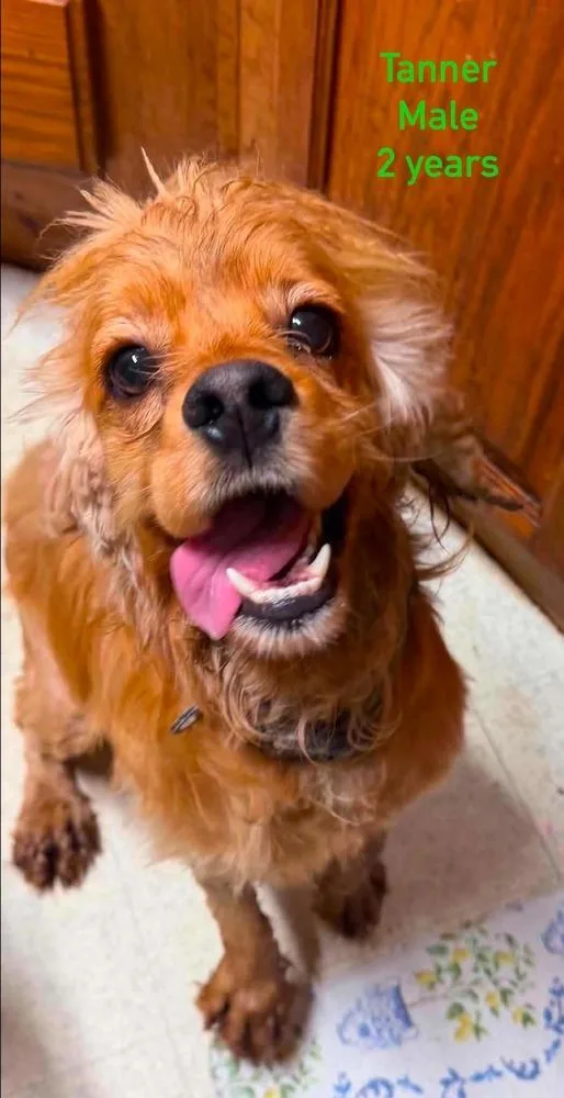 An adult small-sized male Red / Chestnut / Orange Cocker Spaniel dog named Bodie Tanner for adoption in Aurora, IN