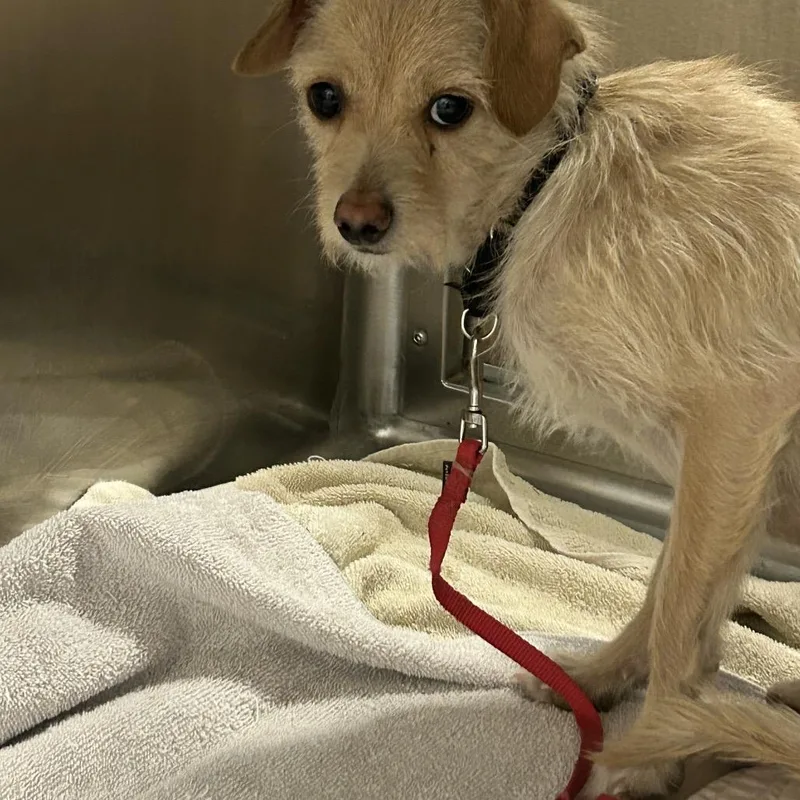 An adult small-sized female White / Cream Terrier dog named Harmony for adoption in Palm Springs, CA