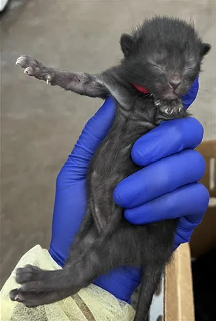 A baby medium-sized male Domestic Medium Hair cat named Void for adoption in Dallas, TX