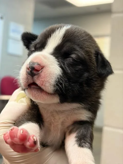 A baby small-sized female Mixed Breed dog named Tamara for adoption in Jacksonville, FL