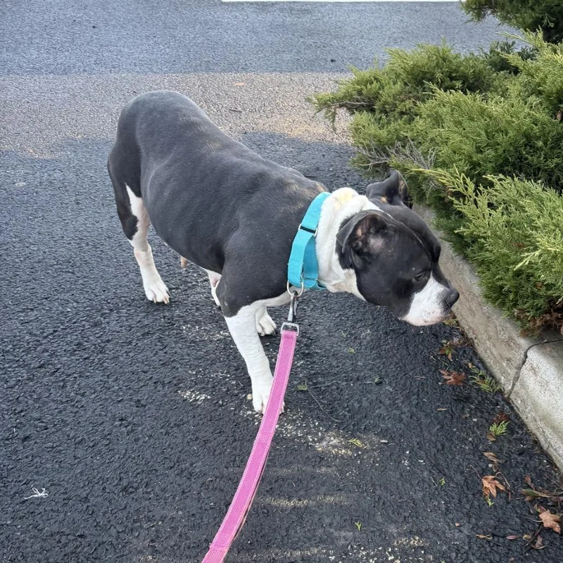 An adult medium-sized female Black Mixed Breed dog named Zibby for adoption in Pittsburgh, PA