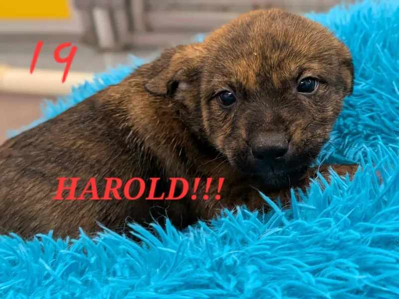 Harold thumbnail 6