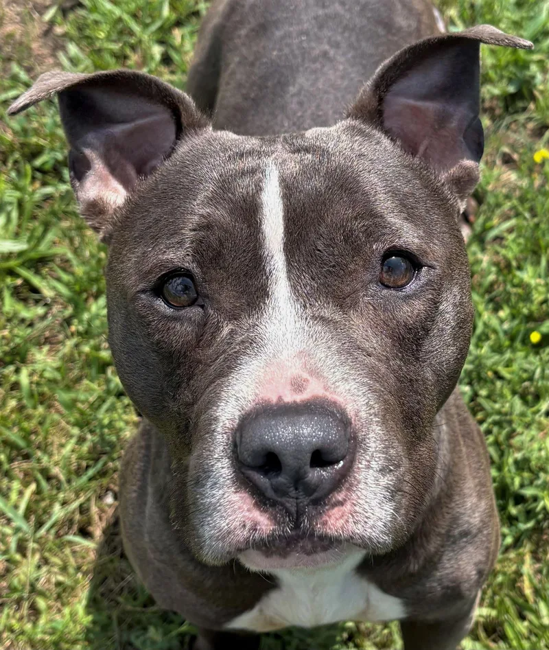 Gigi