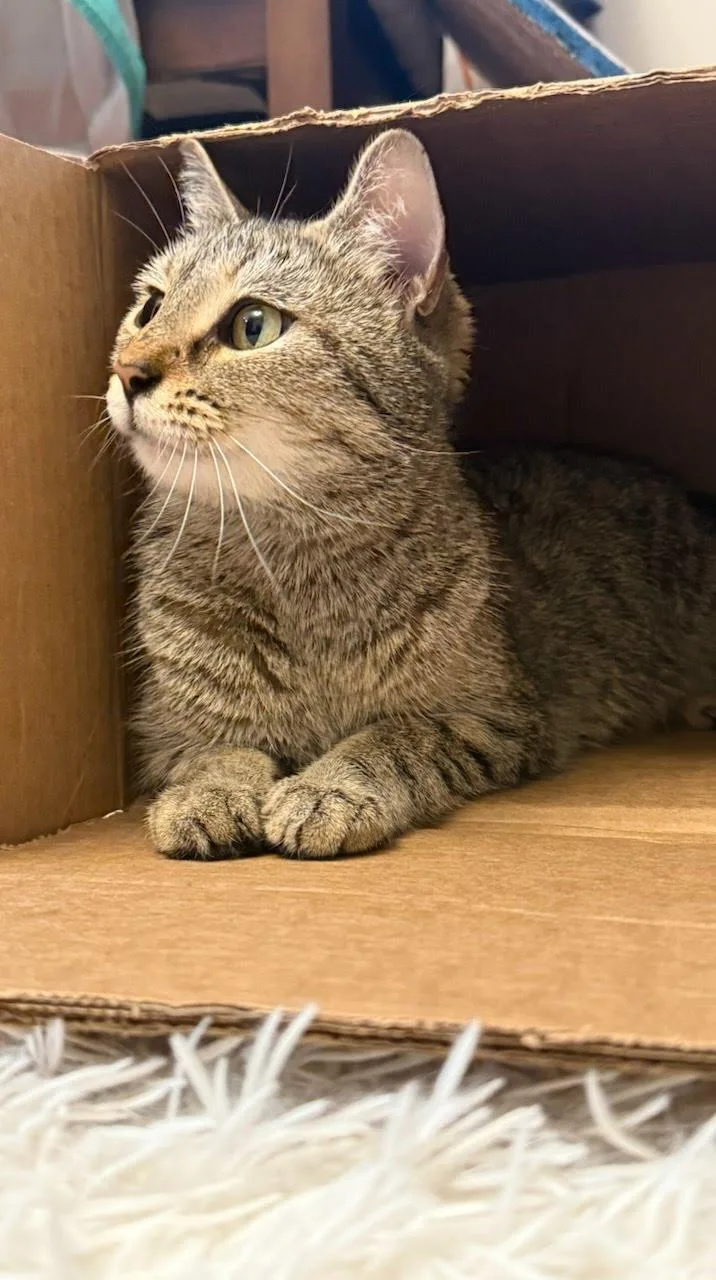 Mama Mochi thumbnail 2