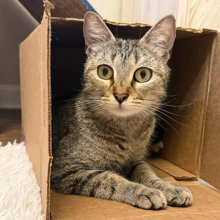 Mama Mochi thumbnail 3