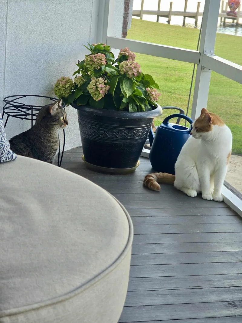 Mama Mochi thumbnail 4