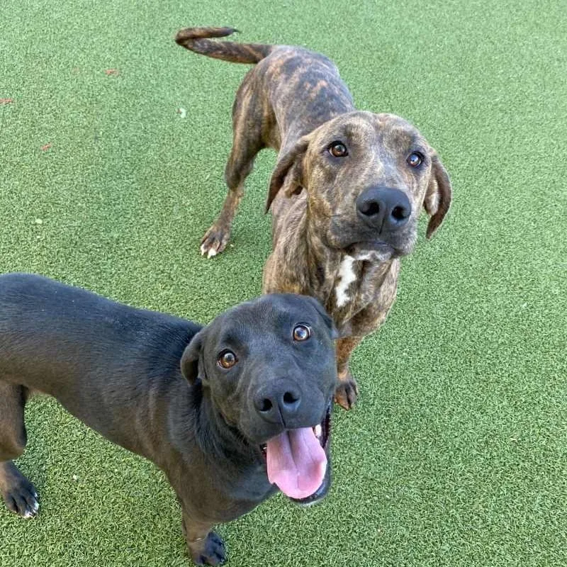 A young medium-sized female Labrador Retriever dog named Saffron for adoption in New Bedford, MA