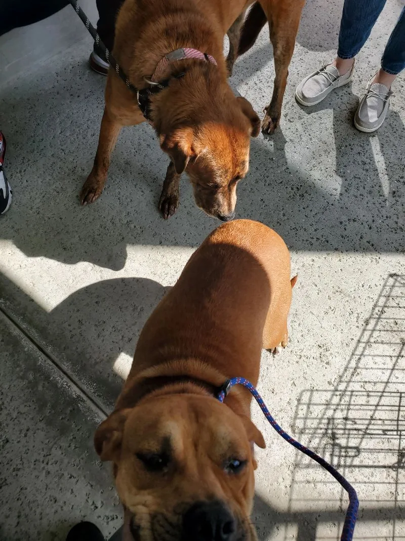 Lucy  I'm Home!!! thumbnail 2