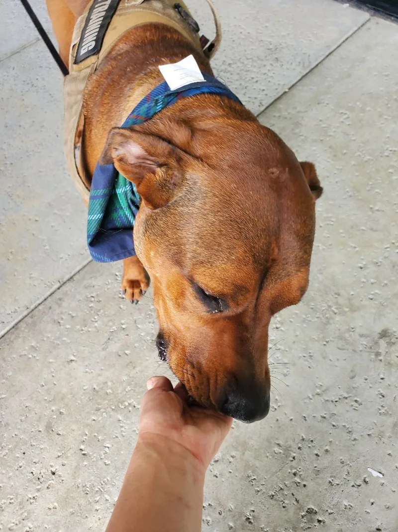 Lucy  I'm Home!!! thumbnail 3