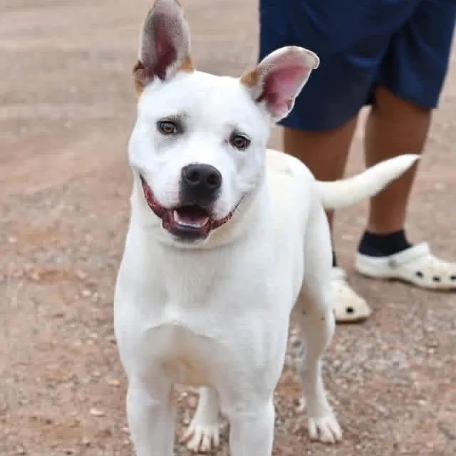 A young medium-sized male White / Cream Shepherd dog named Han Solo for adoption in Pearland, TX