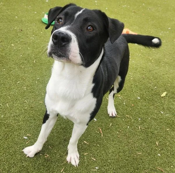 A young large-sized male Border Collie dog named Marble for adoption in Austin, TX