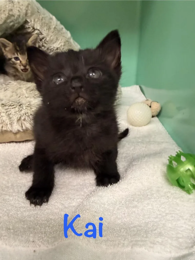 A baby medium-sized male Black Domestic Short Hair cat named Kai for adoption in Crescent City, CA