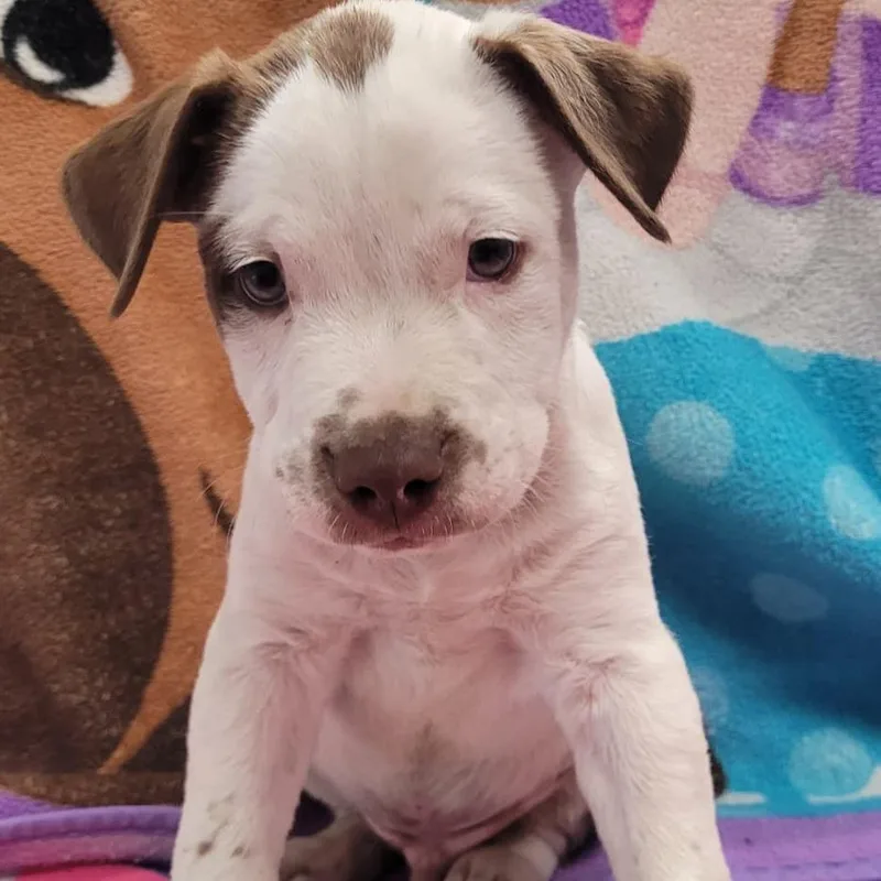 A baby small-sized male Pit Bull Terrier dog named Machiato for adoption in Laredo, TX