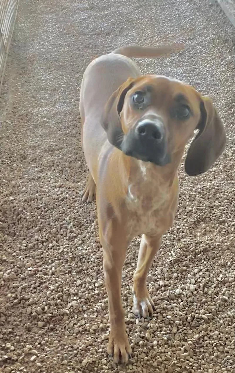 A young large-sized female Red / Chestnut / Orange Hound dog named Sadie for adoption in Post, TX