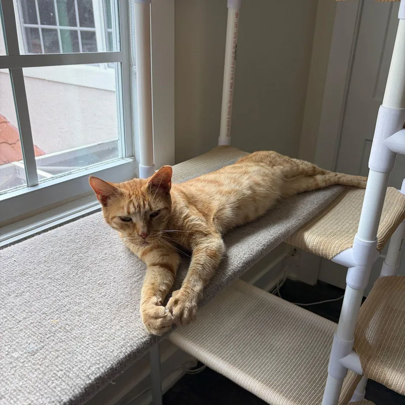An adult medium-sized male Tabby (Orange / Red) Domestic Short Hair cat named Maverick for adoption in Lauderhill, FL