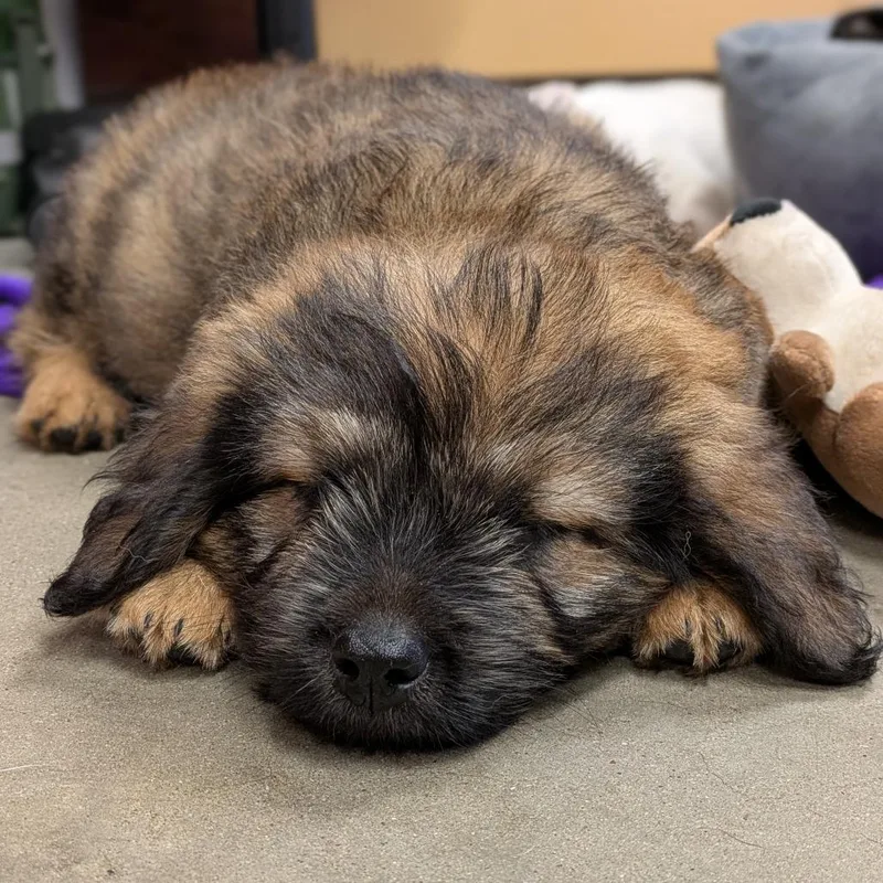 A young medium-sized male Mixed Breed dog named Scrappy for adoption in Fulton, TX