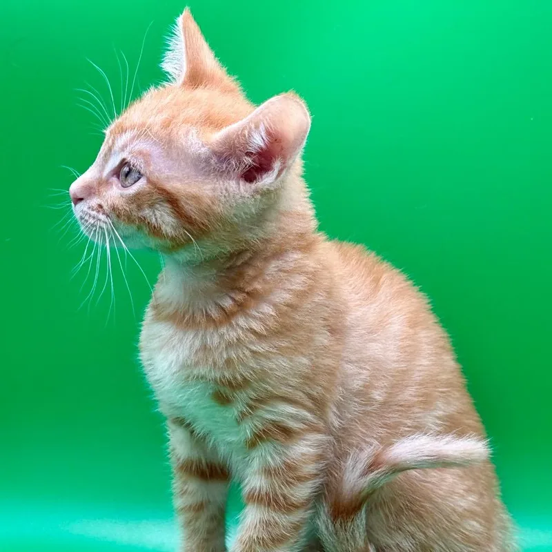 A baby small-sized male Orange / Red Domestic Short Hair cat named Skadoosh for adoption in Los Angeles, CA