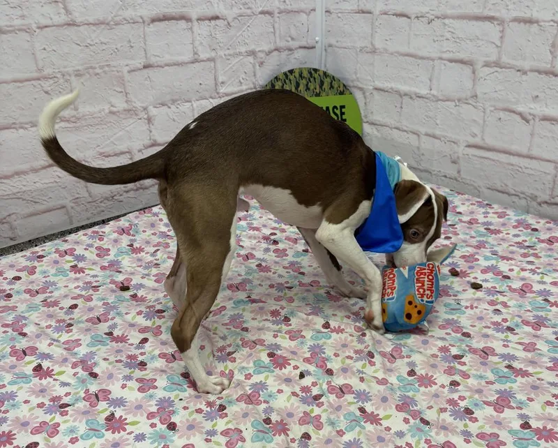A baby medium-sized male Mixed Breed dog named Scorcher for adoption in Detroit, MI