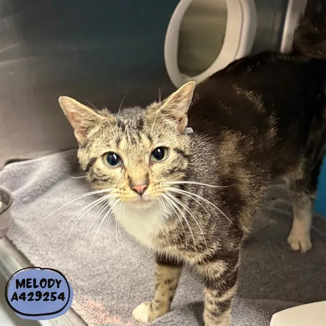 A young small-sized female Domestic Short Hair cat named Melody for adoption in Conroe, TX