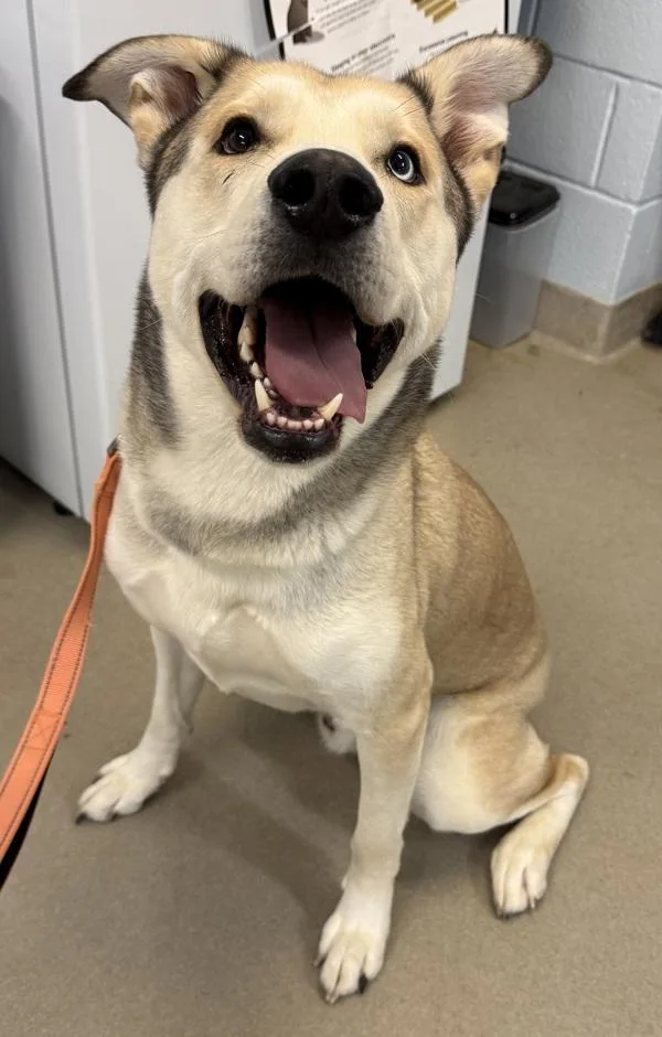 Onion Ring thumbnail 3