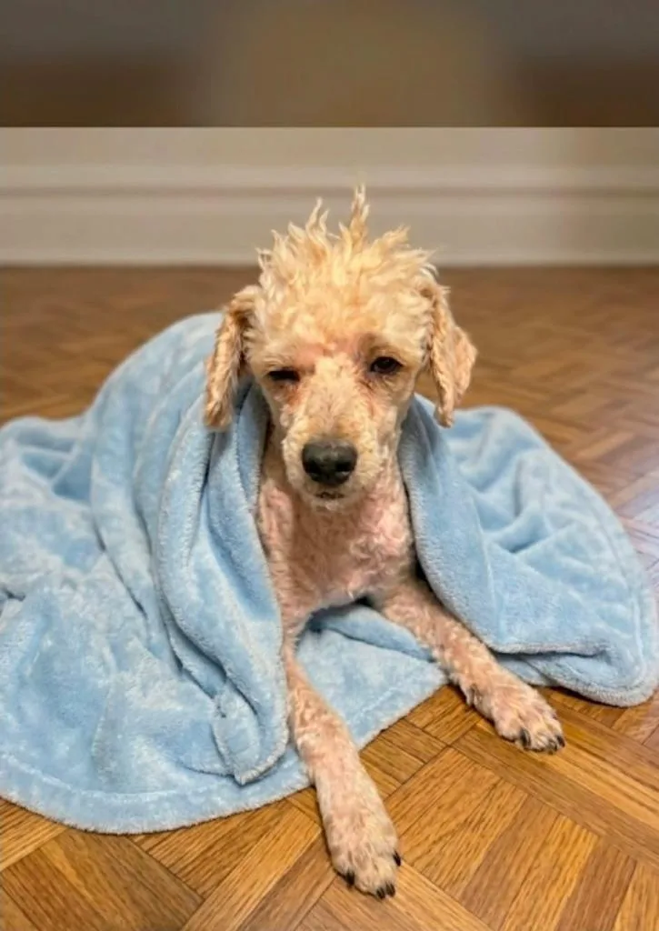 An adult small-sized male Poodle dog named Jetson $ "Mini for adoption in Milwaukee, WI