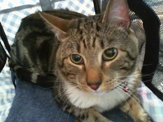 A young small-sized male Domestic Short Hair cat named Chimba for adoption in Charlotte, NC