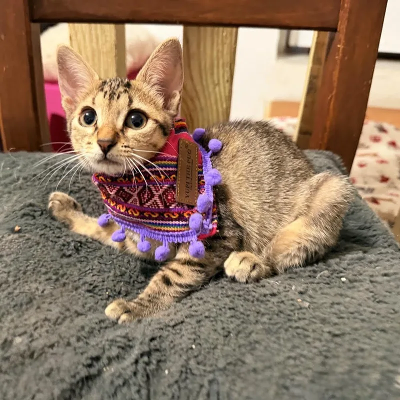 A baby small-sized female Brown / Chocolate Tabby cat named Zuse for adoption in Miami, FL