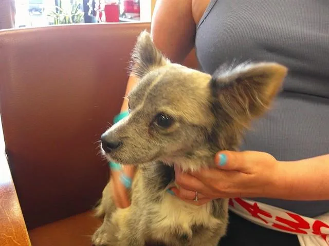 An adult small-sized male Chihuahua dog named A for adoption in Ocala, FL