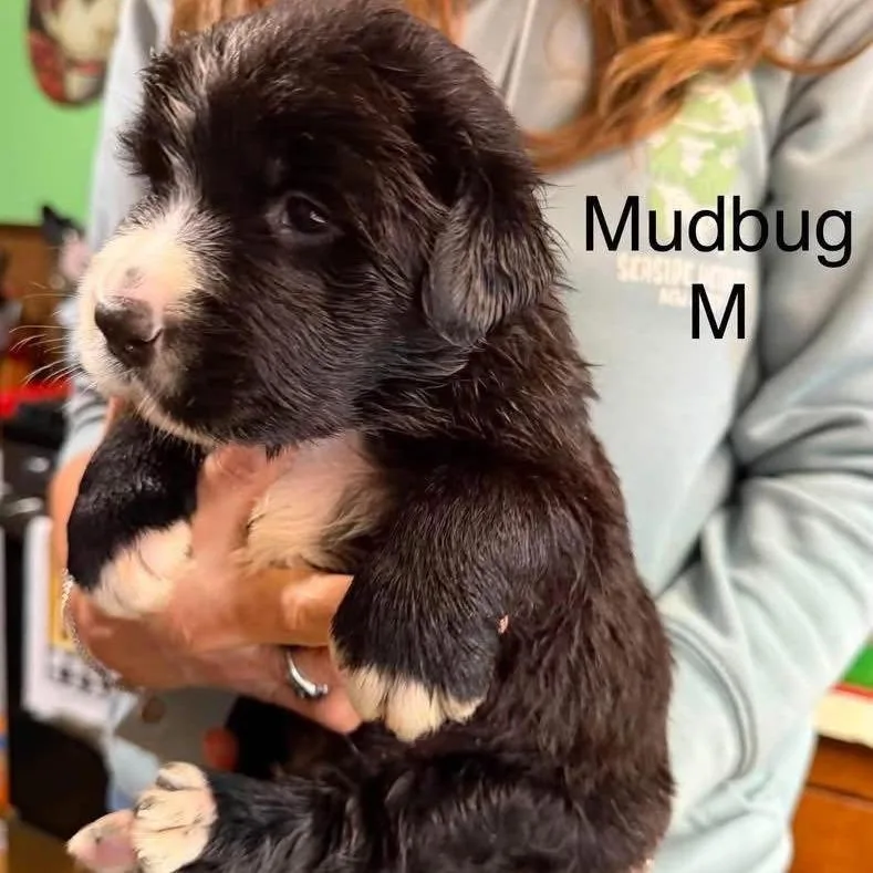 Mudbug thumbnail 4