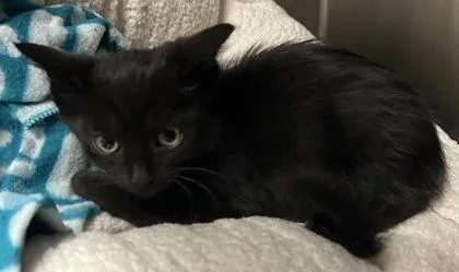 A young small-sized male Domestic Short Hair cat named Bingsu for adoption in Phoenix, AZ