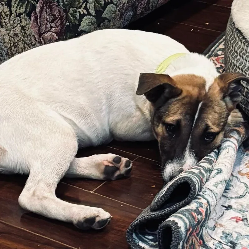 A baby medium-sized female Border Collie dog named Bellatrix for adoption in Newport Beach, CA