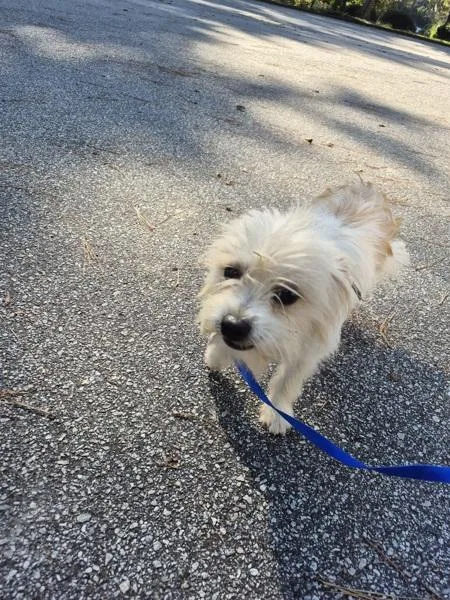An adult small-sized male Terrier dog named Pen for adoption in Lawrenceville, GA