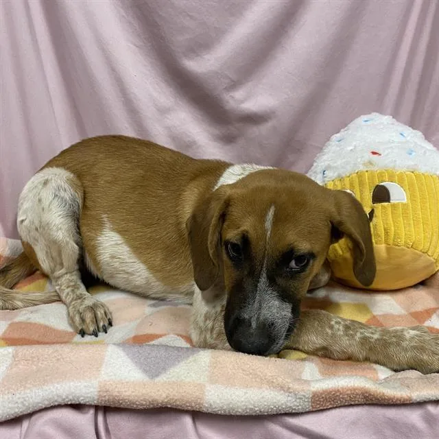 A baby small-sized male Pointer dog named A for adoption in Modesto, CA